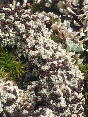 Bryoplaca sinapisperma