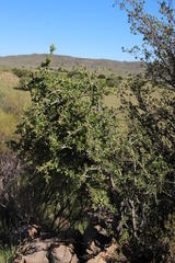 Ehretia rigida rigida