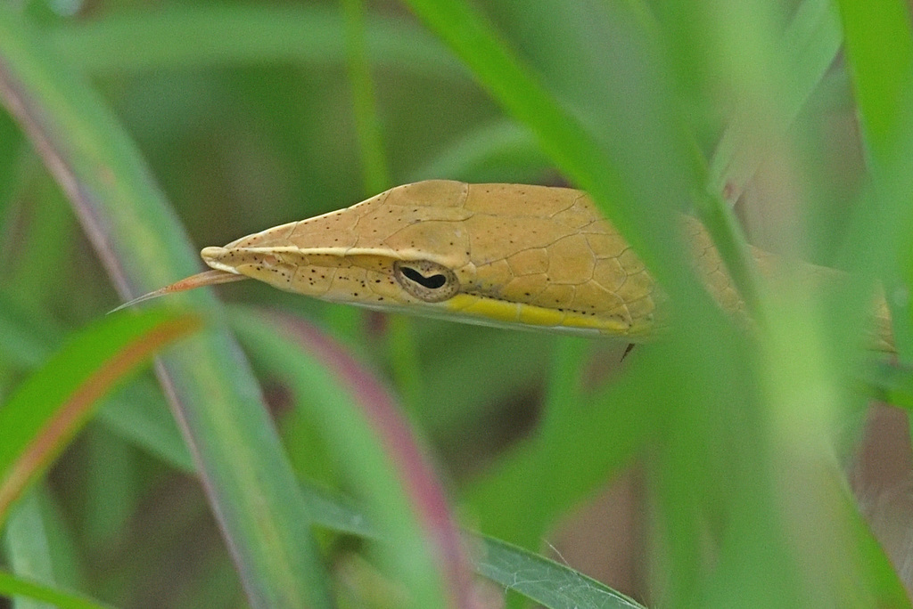 Laudankia Vine Snake