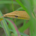 Laudankia Vine Snake - Photo (c) kishore T, some rights reserved (CC BY-NC), uploaded by kishore T