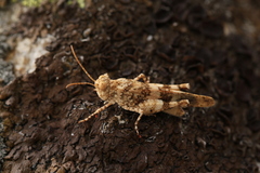 Oedipoda germanica meridionalis