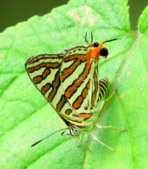 Cigaritis vulcanus