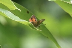 Deudorix epijarbas