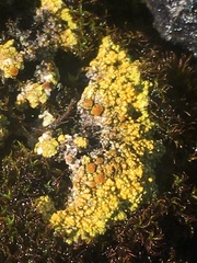 Gyalolechia bracteata