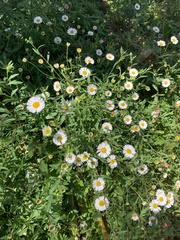 Erigeron karvinskianus