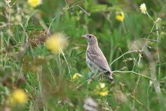 Emberiza melanocephala