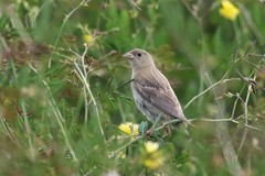 Emberiza melanocephala