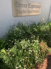 Erigeron karvinskianus