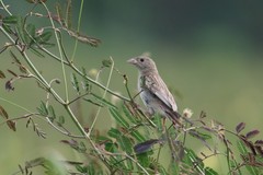 Emberiza melanocephala