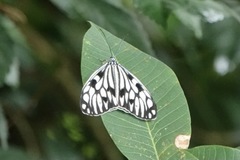 Cyclosia pieridoides