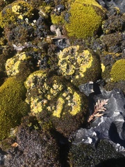 Gyalolechia bracteata