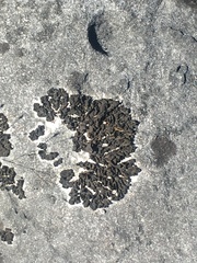 Lathagrium undulatum