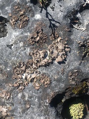 Dermatocarpon dolomiticum