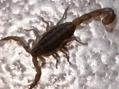 Centruroides limpidus
