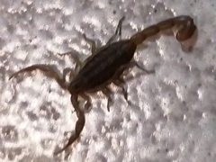 Centruroides limpidus