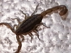 Centruroides limpidus