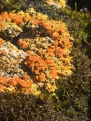 Gyalolechia bracteata