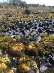 Gyalolechia bracteata