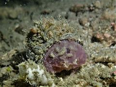Dromidiopsis edwardsi