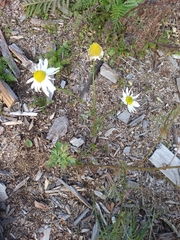 Tripleurospermum inodorum