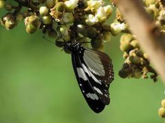 Amauris ochlea ochlea