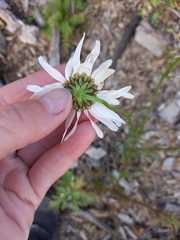 Tripleurospermum inodorum