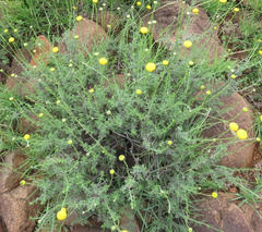 Pentzia sphaerocephala