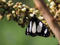 Amauris ochlea ochlea