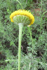 Pentzia sphaerocephala