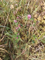 Trifolium pratense