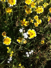 Plagiobothrys collinus