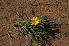 Gazania linearis linearis