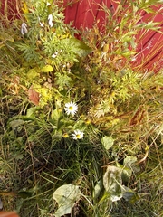 Tripleurospermum inodorum