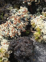 Bryoplaca sinapisperma