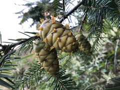 Pseudotsuga sinensis