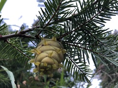 Pseudotsuga sinensis