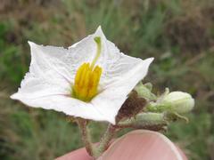 Solanum lichtensteinii