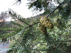 Pseudotsuga sinensis