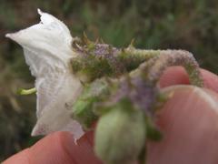 Solanum lichtensteinii