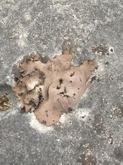 Dermatocarpon muhlenbergii