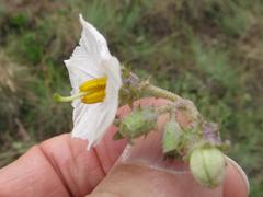 Solanum lichtensteinii