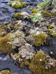 Bryoplaca sinapisperma