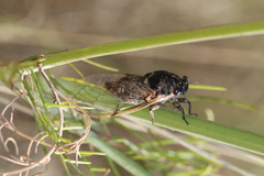 Cicadatra atra