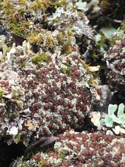 Bryoplaca sinapisperma