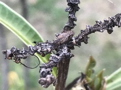 Pentacosmia cacioides