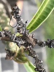 Pentacosmia cacioides