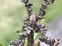 Pentacosmia cacioides