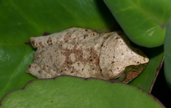 Boophis majori