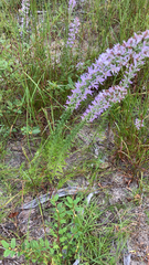 Liatris elegans