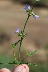 Salvia runcinata